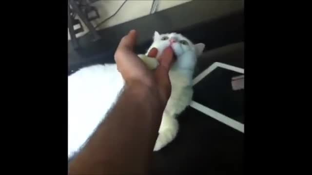 Funny cat tiktok collection