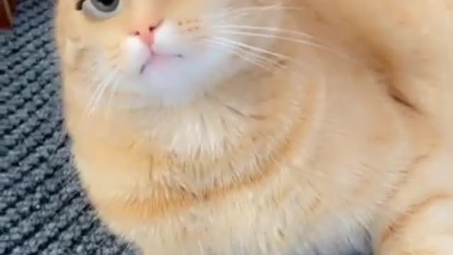 funny cat 🤣🤣🐱