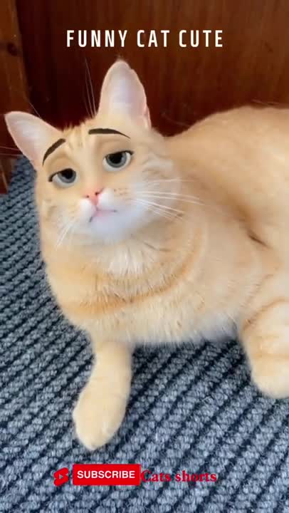 funny cat 🤣🤣🐱