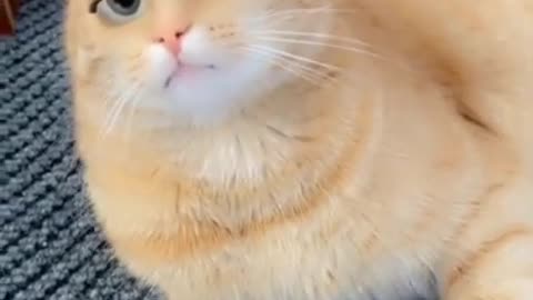 funny cat 🤣🤣🐱