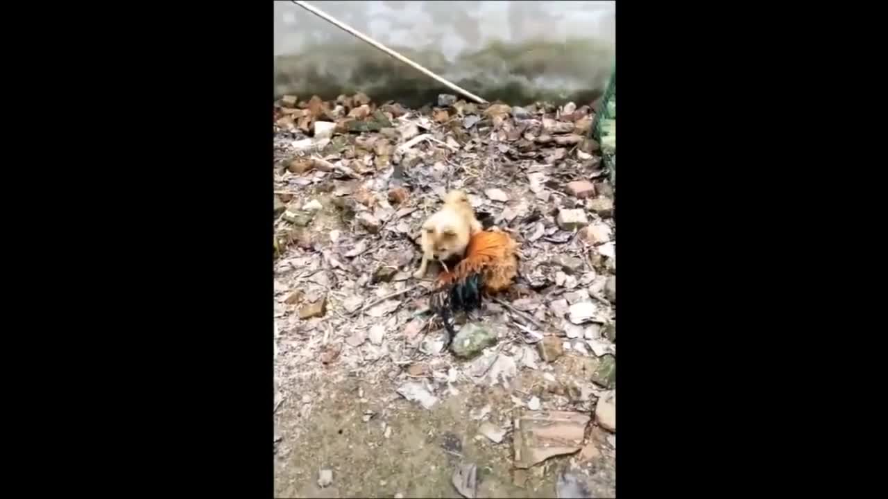 Dog scary to fight with chicken