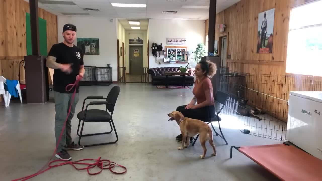 aggressive dog training-leash dog