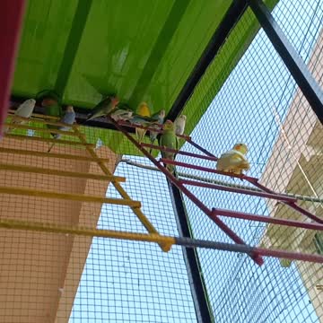 A group of lovebirds is flying Rejoicing in a beautiful cage