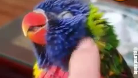 The animal You've Been Waiting For (The Only animal Video You Need to Watch) #YouTubeshorts #short