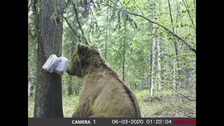 Alaska Brown Bears