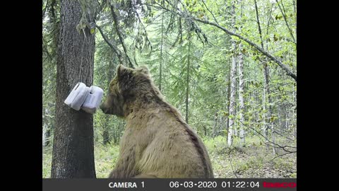 Alaska Brown Bears