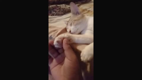 cat funny video