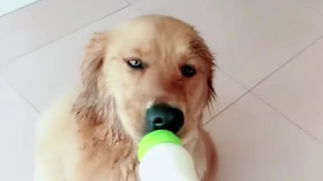 I like drink milk.