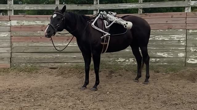 Using a Fake Skeleton to Train a Horse