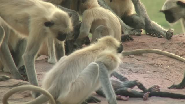 Langur Monkeys Grieving!