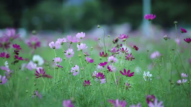 HD flower video Amazing nature Free HD videos