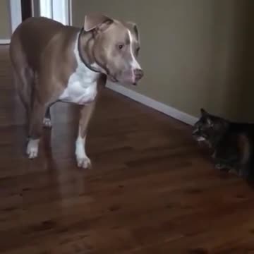 Pit Bull pasa literalmente en puntas de pie por al lado de un gato con miedo a avanzar
