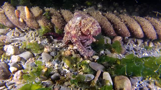 brown octopus