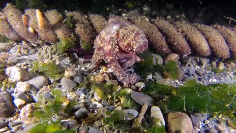 brown octopus