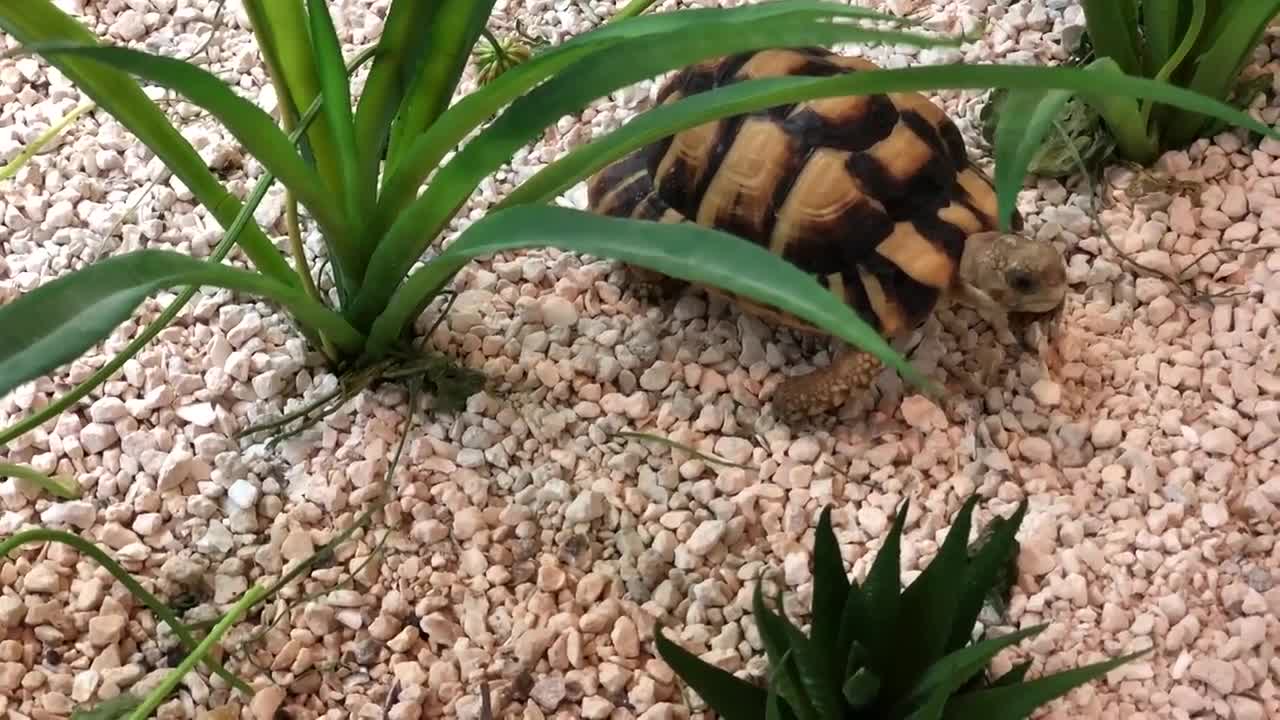 Baby Turtle playing