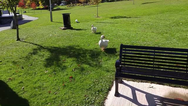 Flock of Geese Love Their Favorite Visitor