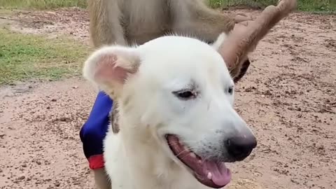 Dog and monkey 🐒 funny video viral