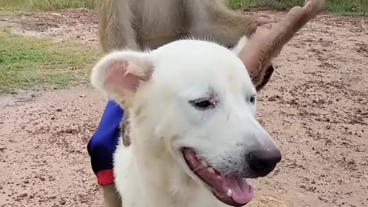 Dog and monkey 🐒 funny video viral