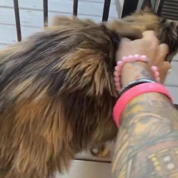 Soft Black And Brown Cat