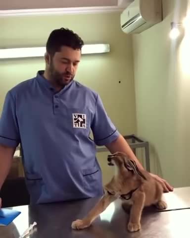 Caracal Hisses at Vet While Being Vaccinated - scared little baby