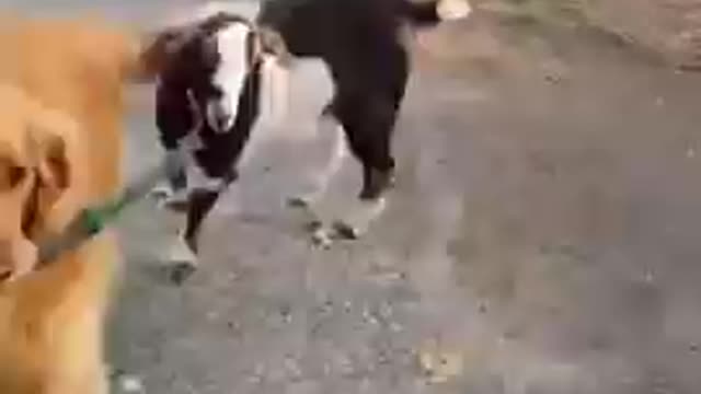 Cute dog pulling gaot play and funny vidio👿👿