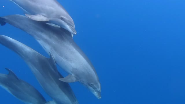 Whale babies are on their way home.