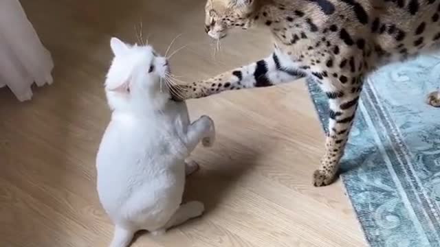 Cat And Tiger Love Each other