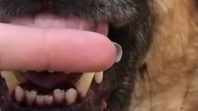 Funny dogs on tiktok #Short