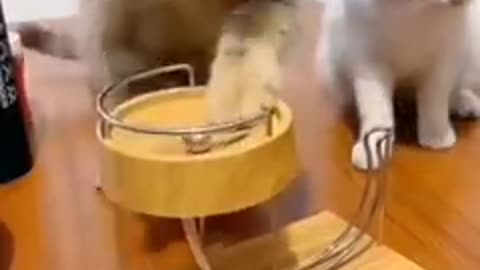 Funny animal video