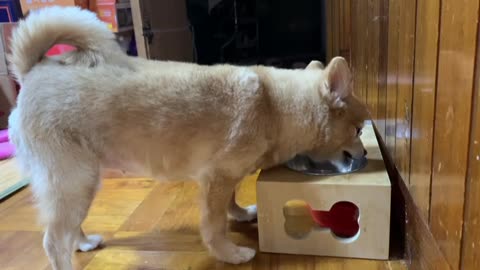 Dog drinking water at home