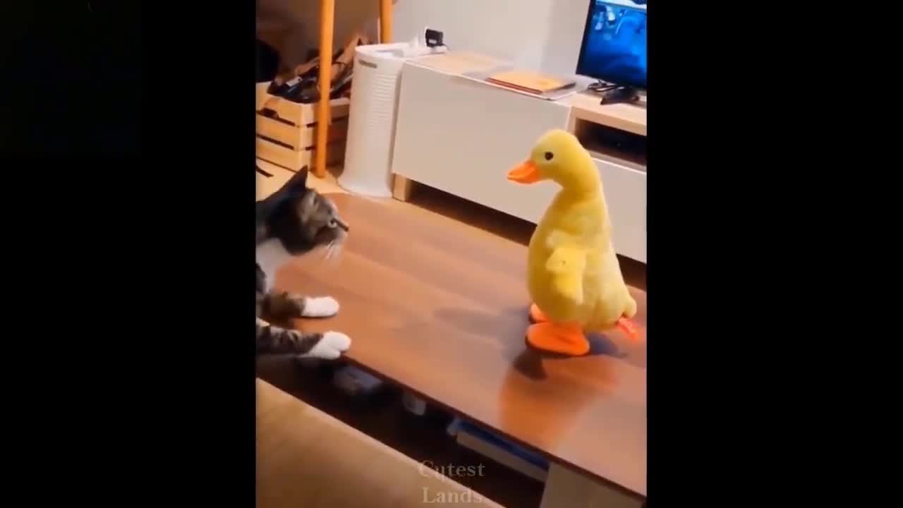 Cute Cat funny looks like scare from fake duck