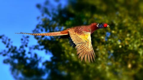 PHEASANT AND CATTLE | RELAXATION.