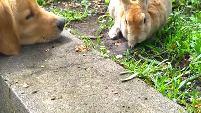 The first meeting of my puppy and bunny Kelly