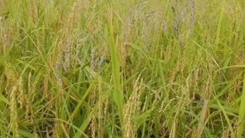 rice field love