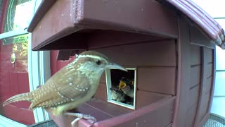 Hungry babies