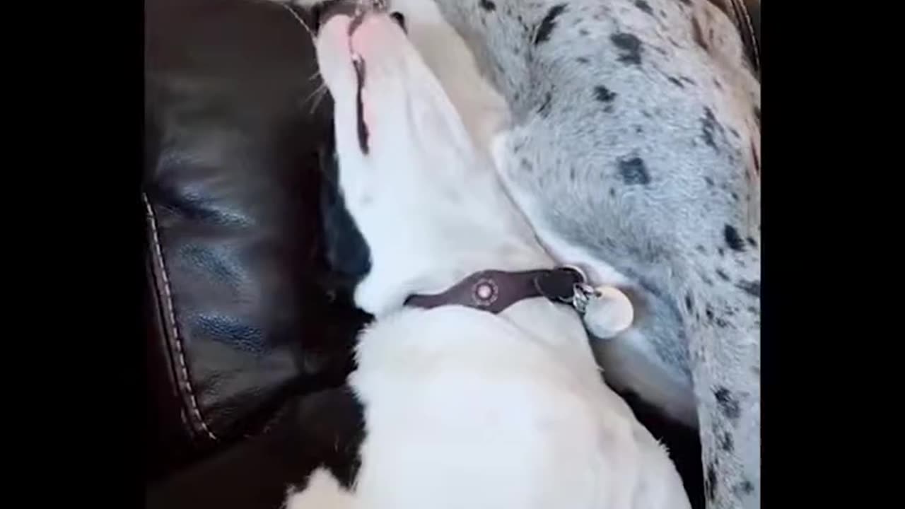 Best of funny animals