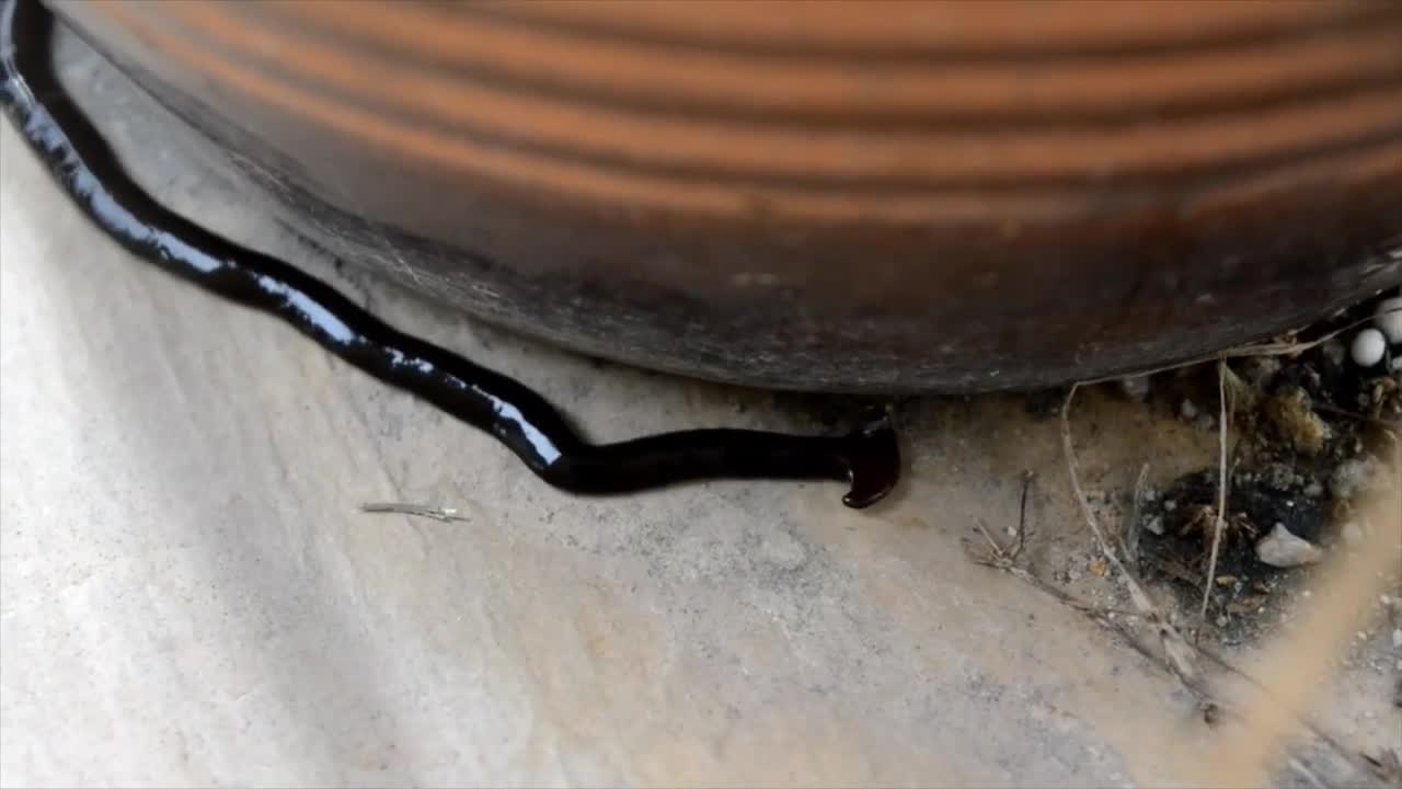 Bipalium Amazing | Video Viral Video | weird Snake Video | Must Watch