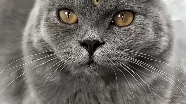 This cat have 3 eyes