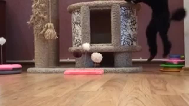 jumping poodle