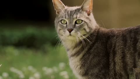 The allure of feral cats