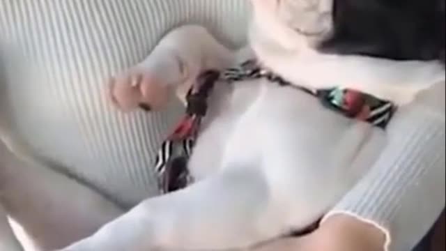 Cutest Try not to Laugh Kittens - Pups - 42