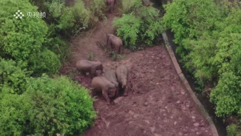 Elephant herd tracks through forest in China