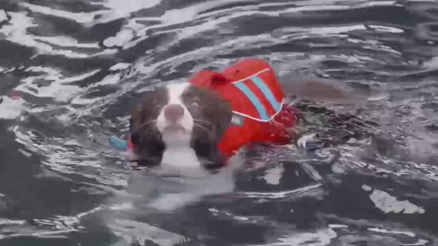 DOG SWIMMING