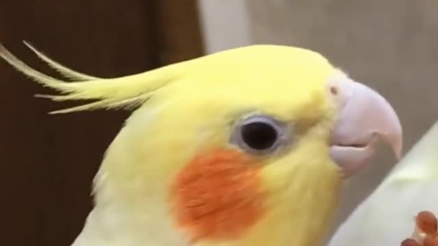 # Cockatiel Singing 🤗 Cuteness
