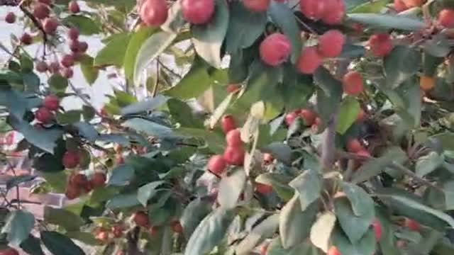 The top fruit is delicious