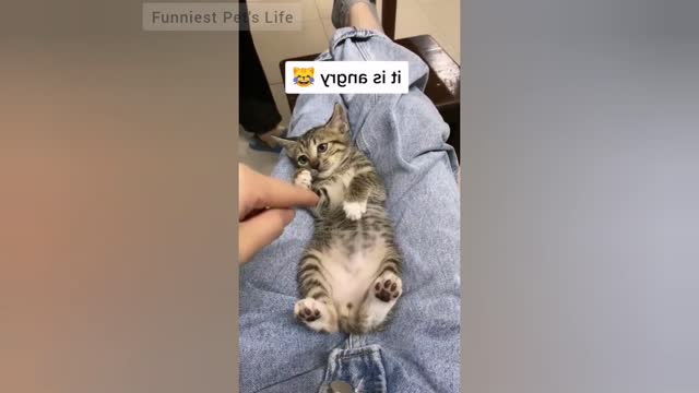 Top 20 Funny Angryfunny Angry Cats - Cats Of TikTok - Try Not To Laugh (2021)