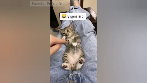 Top 20 Funny Angryfunny Angry Cats - Cats Of TikTok - Try Not To Laugh (2021)