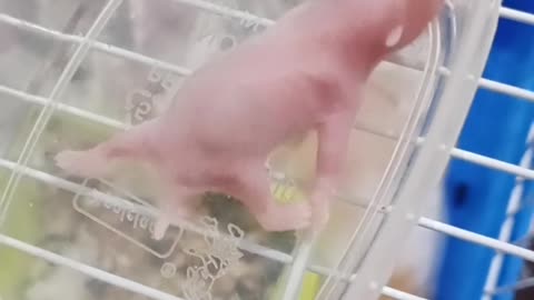 Hamster babies