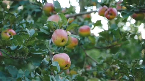 Cultivation of Appletrees||యాపిల్స్ తోటలు ఎంతబాగా ఉన్నాయో||#apple#applefield