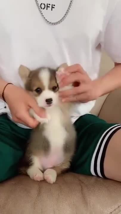 Dogs are very funny and lovable animals